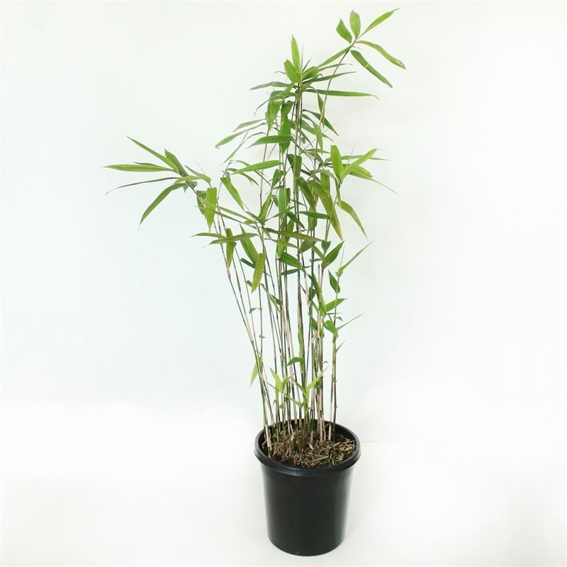 Phyllostachys nigra (Black Bamboo)